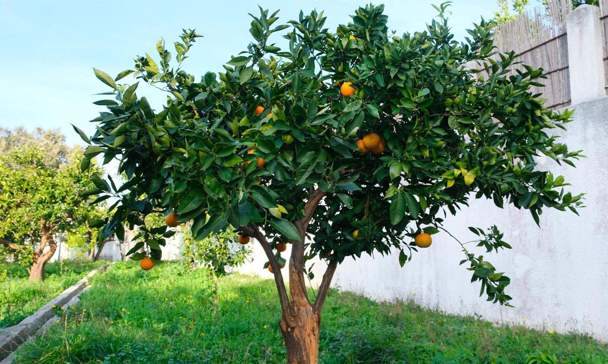 مبيت وإفطار رودي غارغانيكو I Frangiventi المظهر الخارجي الصورة